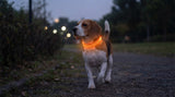 LumiPaw™ LED Dog Collar